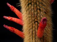 Thumbnail of 0220_Cleistocactus brookei_20130801_02(1).JPG